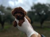 Mi̇ni̇ Kore Toy Poodle Bebekler