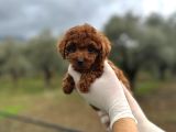 MİNİ KORE TOY POODLE BEBEKLER