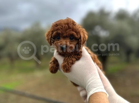 Mi̇ni̇ Kore Toy Poodle Bebekler