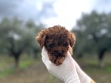 Mi̇ni̇ Kore Toy Poodle Bebekler