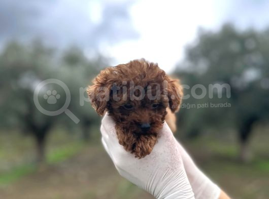 Mi̇ni̇ Kore Toy Poodle Bebekler görsel