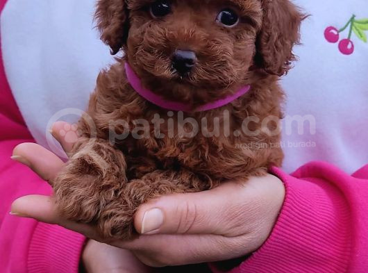 Secereli̇ Toy Poodle Yavrular görsel