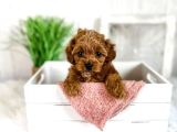 Tooy poodle cinsi yavrular Dişi erkek mevcuttur