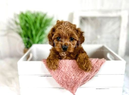 Tooy Poodle Cinsi Yavrular Dişi Erkek Mevcuttur