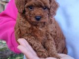 SECERELİ TOY POODLE YAVRULAR