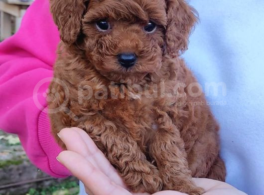 Secereli̇ Toy Poodle Yavrular