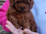 Secereli̇ Toy Poodle Yavrular