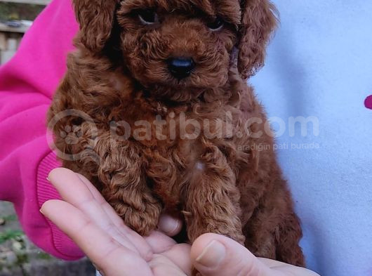 Secereli̇ Toy Poodle Yavrular görsel