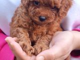 Secereli̇ Toy Poodle Yavrular