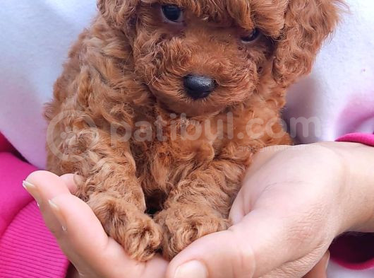 Secereli̇ Toy Poodle Yavrular görsel
