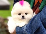 Kore Teacup pomeranian Boo