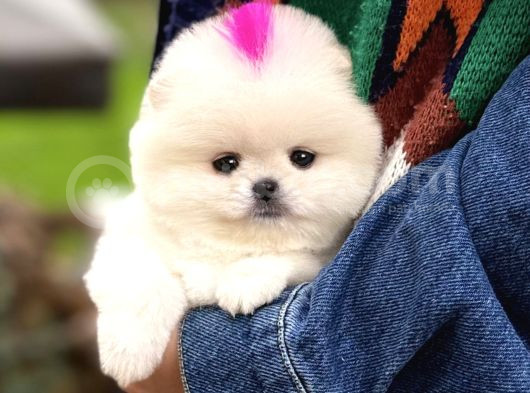 Kore Teacup Pomeranian Boo