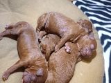 15 Günlük 0 Numara Poddle Yavrular