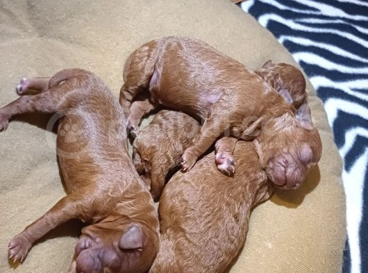 15 Günlük 0 Numara Poddle Yavrular görsel
