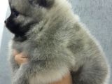 Pomerani̇an Yavrular Evleri̇ne Gi̇tmeye Hazir