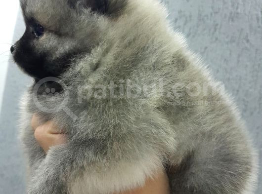 Pomerani̇an Yavrular Evleri̇ne Gi̇tmeye Hazir görsel