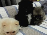POMERANİAN YAVRULAR EVLERİNE GİTMEYE HAZIR