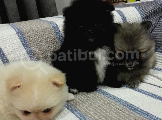 Pomerani̇an Yavrular Evleri̇ne Gi̇tmeye Hazir