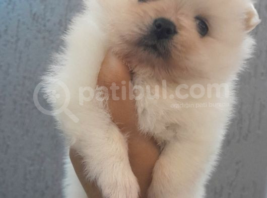 Pomerani̇an Yavrular Evleri̇ne Gi̇tmeye Hazir görsel
