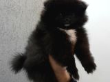 Pomerani̇an Yavrular Evleri̇ne Gi̇tmeye Hazir