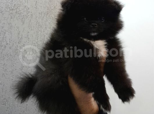 Pomerani̇an Yavrular Evleri̇ne Gi̇tmeye Hazir görsel
