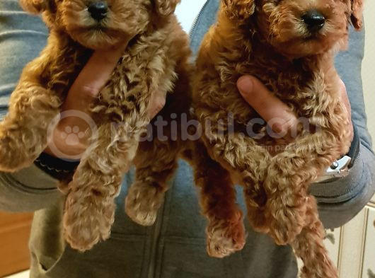A Kali̇te Gerçek Toy Poodle Yavrular görsel