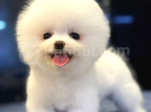 Teacup Teddybear Pomerian Boo Bebekler görsel