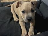 Erkek Pocket Bully