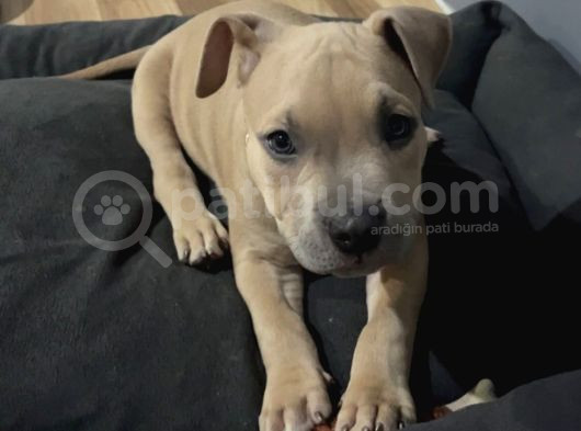 Erkek Pocket Bully görsel