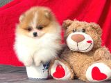 Teacup TeddyBear Pomerian Boo bebekler
