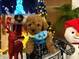 Ki̇lo Garanti̇li̇ Poodle Yavrular