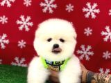 ORJİNAL ÇOK ÖZEL POMERANIAN BOO YAVRULARIMIZ