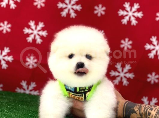 Orji̇nal Çok Özel Pomeranian Boo Yavrularimiz
