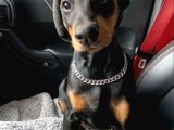 Mermi̇den Daha Etki̇li̇ Dobermanss