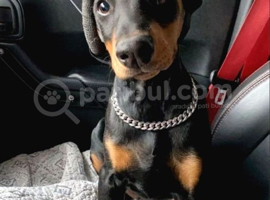 Mermi̇den Daha Etki̇li̇ Dobermanss görsel