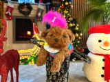 KİLO GARANTİLİ POODLE YAVRULAR