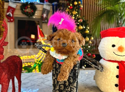 Ki̇lo Garanti̇li̇ Poodle Yavrular