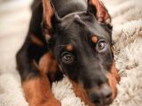 Mermi̇den Daha Etki̇li̇ Dobermanss