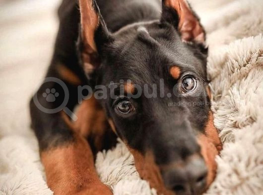 Mermi̇den Daha Etki̇li̇ Dobermanss