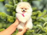 Teacup Teddybear Pomerian Boo Bebekler
