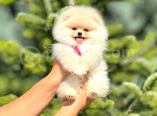 Teacup Teddybear Pomerian Boo Bebekler görsel