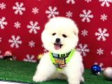 Orji̇nal Çok Özel Pomeranian Boo Yavrularimiz