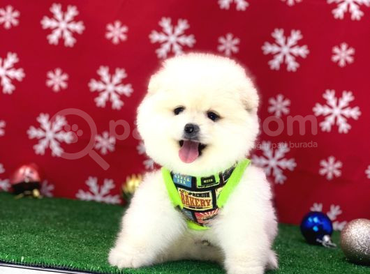 Orji̇nal Çok Özel Pomeranian Boo Yavrularimiz görsel