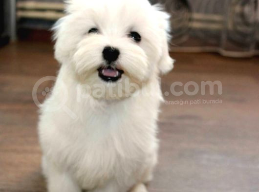 Gerçek Orji̇nal Maltese Teri̇er Yavrular görsel