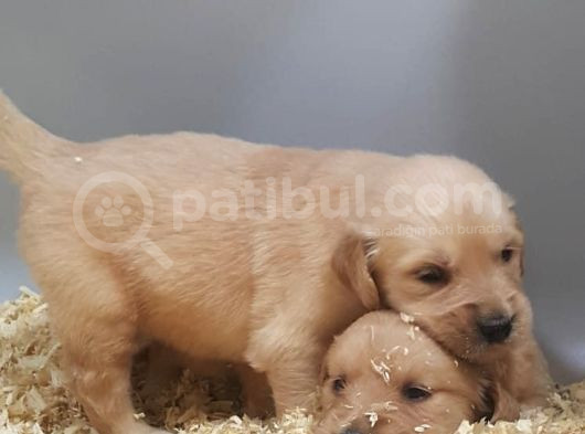 Bebek Yüz Orji̇nal Golden Yavrular görsel