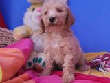 Gerçek A Kali̇te Dev Poodle Yavrular