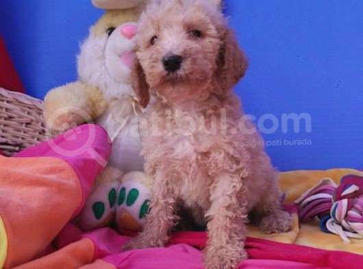 Gerçek A Kali̇te Dev Poodle Yavrular görsel