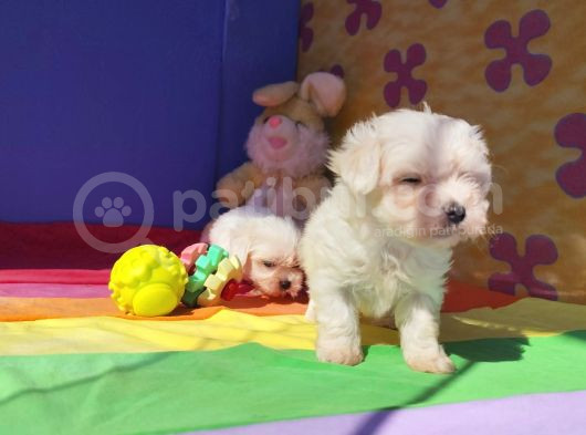 Gerçek Orji̇nal Maltese Teri̇er Yavrular görsel