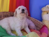 Gerçek A Kali̇te Dev Poodle Yavrular