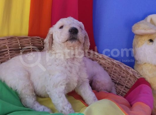 Gerçek A Kali̇te Dev Poodle Yavrular görsel